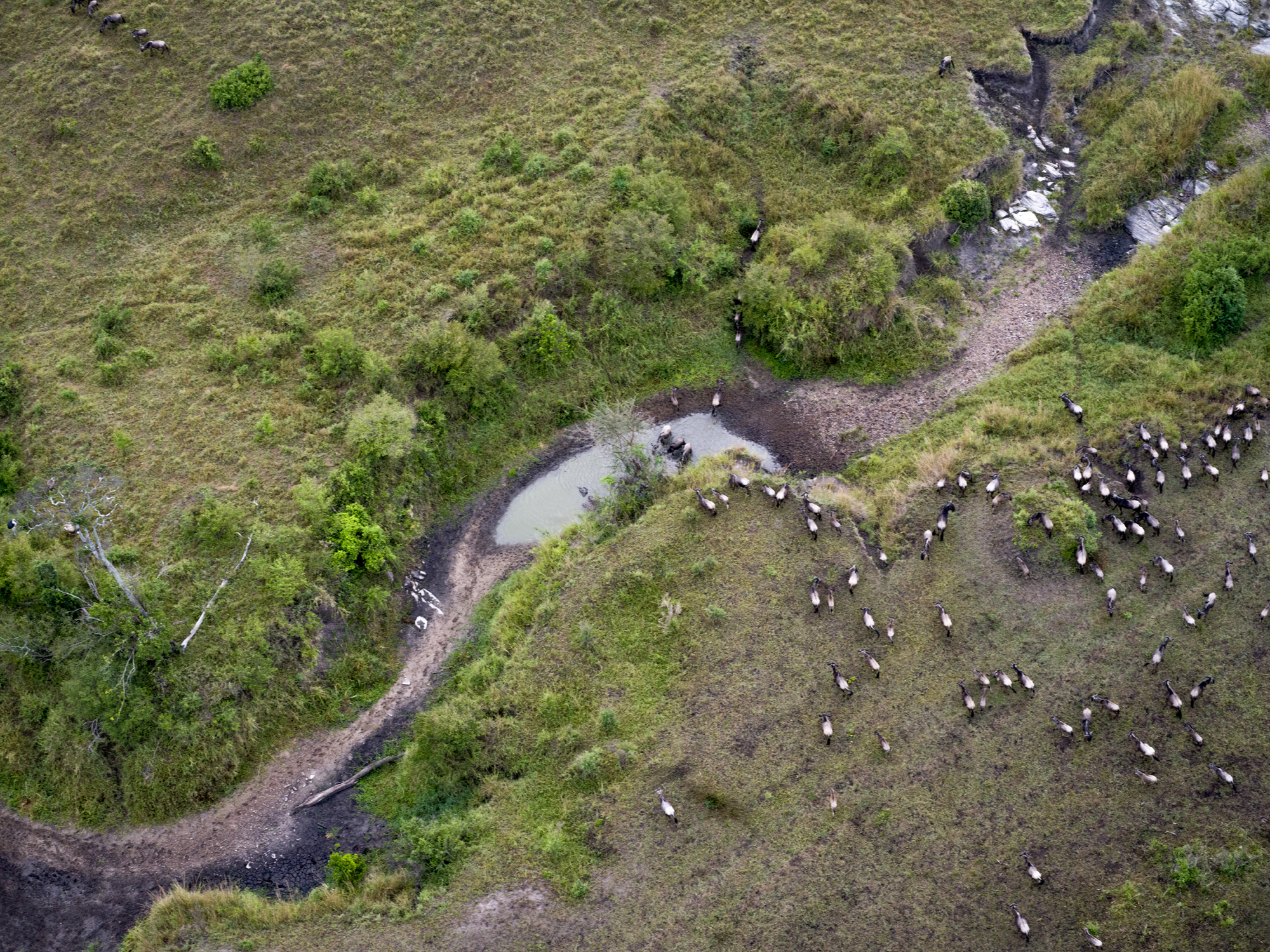 begin van de grote trek in Masaai Mara
