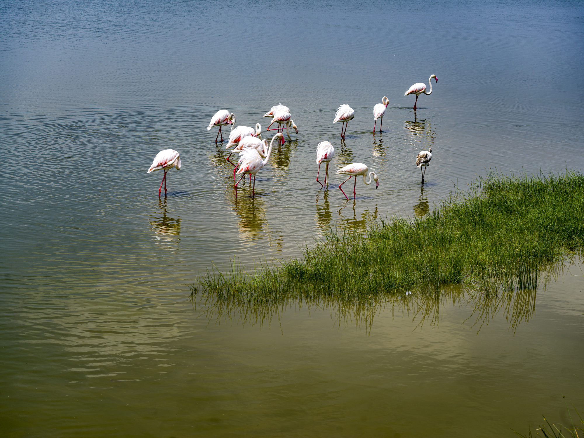 flamingos
