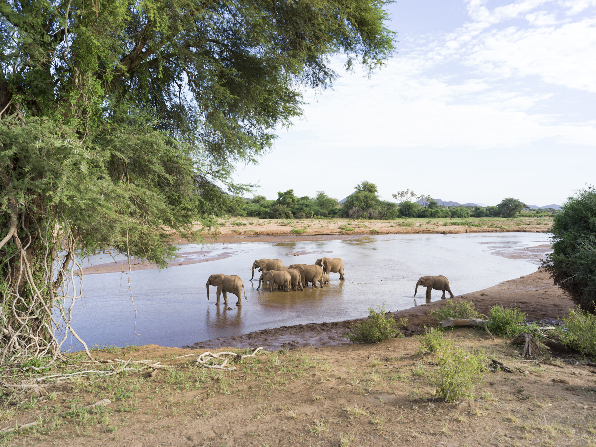olifanten steken rivier over